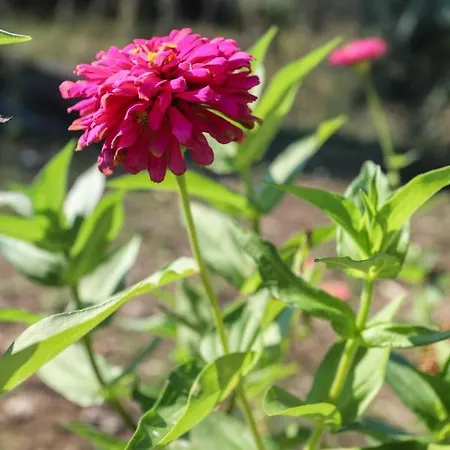 Iris Near Corfu Town Kontokali