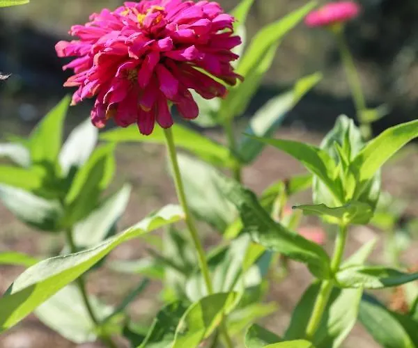 Iris Near Corfu Town Kontokali
